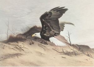 American Eagle American Eagle