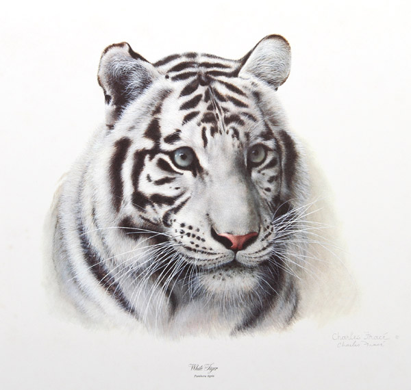 White Tiger White Tiger
